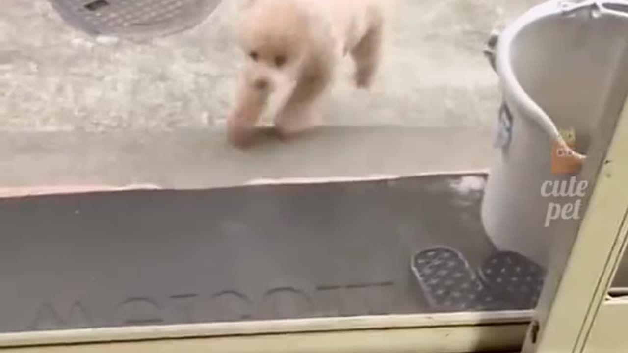 Cute pet funny video