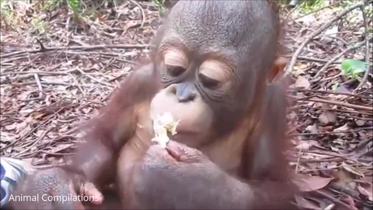 CUTEST COMPILATION FUNNY ORANGUTAN SOOO ADORABLE