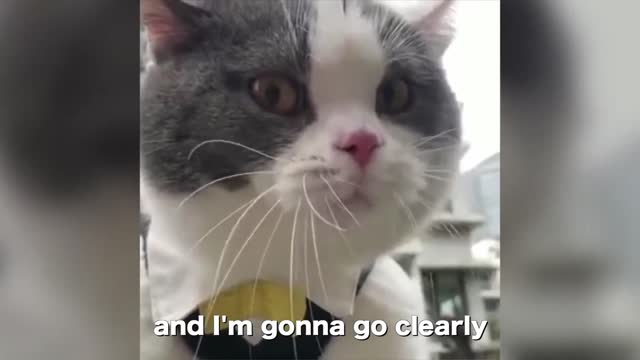 Big Billy the Cat speaks better english than hooman (Cute Cat videos!)