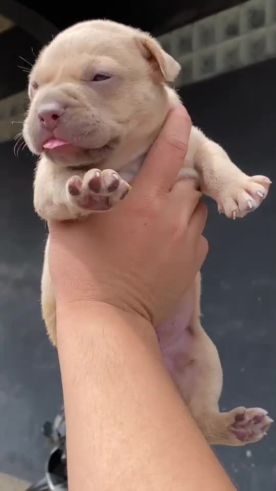 NO BODY WANT TO PITBULL PUPPIES???