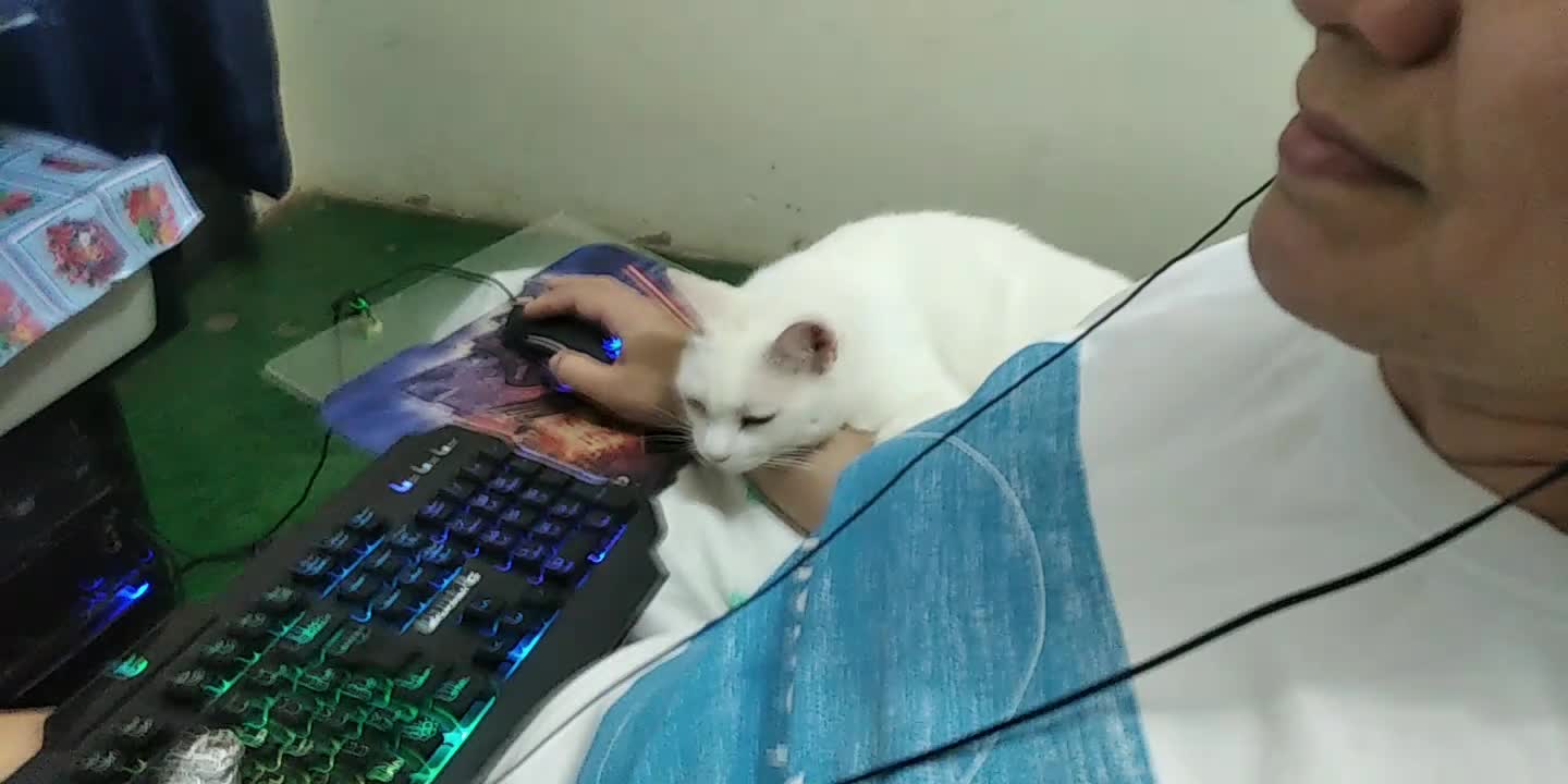 Minhas Vidinha Que Amo. Meus Filhotes.
