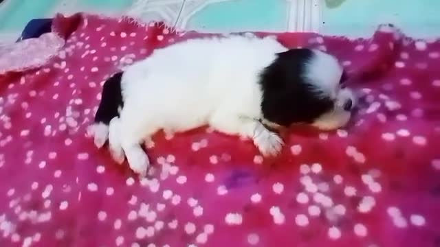 Shihtzu Puppies Playing