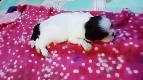 Shihtzu Puppies Playing