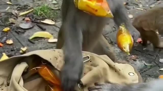 MONKEY 🐒 S EATING BREAD FEEDING SOME HUMANS