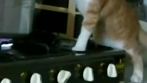 Kitten cooking