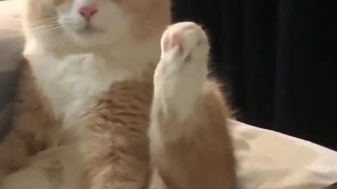 Cat yoga guru