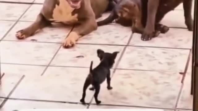 Small dog barking upon hunted dog🐕,🐕_#shorts, and Cute DOG Videos,dog funny videos