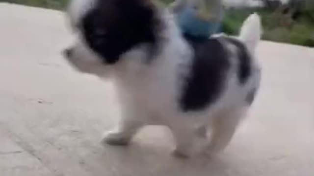 🤣 Funniest Pets - Awesome Funny Pet Animals Videos