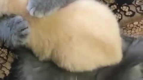 Animals Know Cute Hug