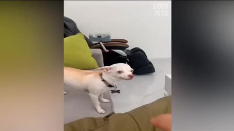 I WILL ALWAYS WOOF YOU 🐶
