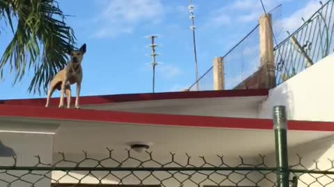 Dog on the top of the roof