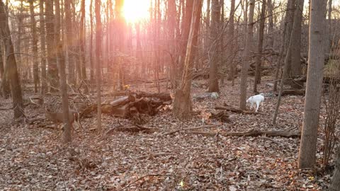 Saw a white Deer in the park