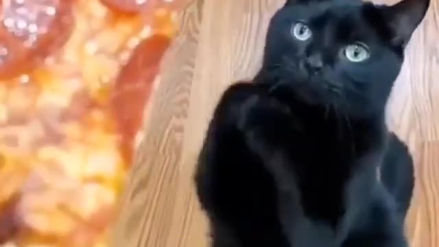 Italian cat wants pizza