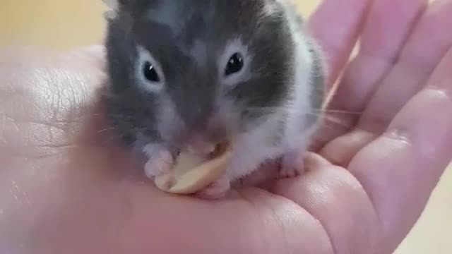 Peanuts Yum Yum Yum Oh! My mom told me to come quickly...