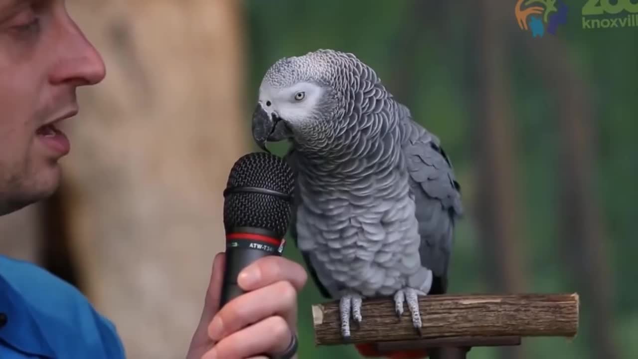 Einstein The Talking Parrot (courtesy Knoxville Zoo)