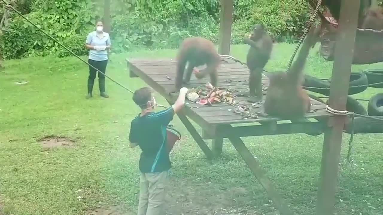 Working with Orangutans in Borneo - A Day In The Life