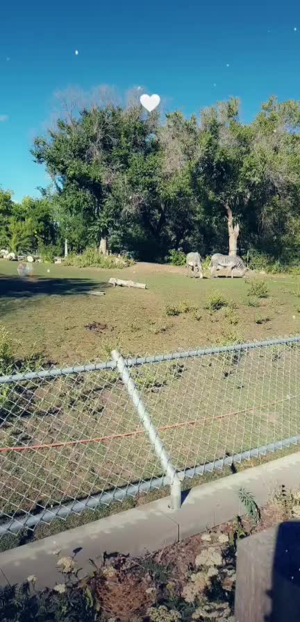 Two beautiful Zebras 🦓