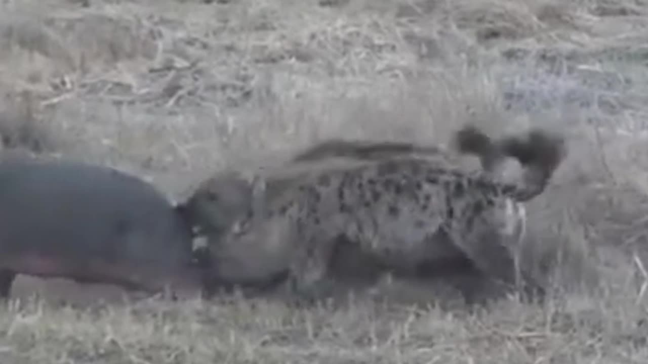 Hyenas attacking baby hippopotamus