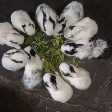 Rabbits circle