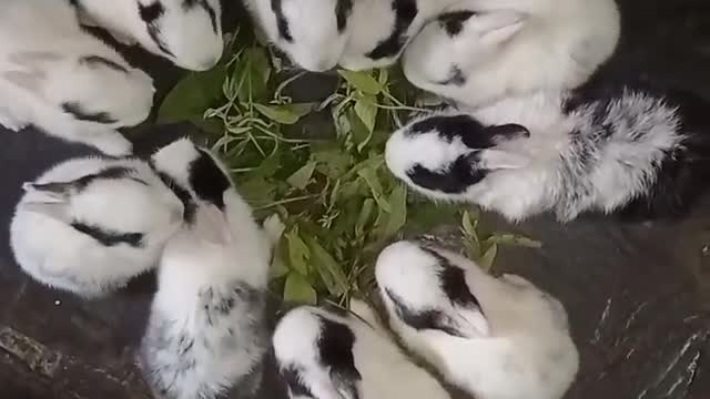 Rabbits circle