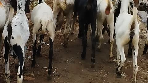 Beautiful goats in rainy weather