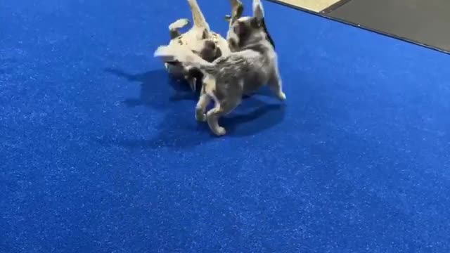 Doc and Dio Gym dogs playing.