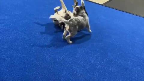 Doc and Dio Gym dogs playing.