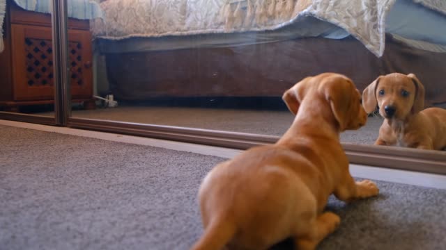 Dog fights with his reflection in the mirror