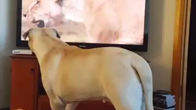 Mastiff watches lions on TV, attempts to make contact