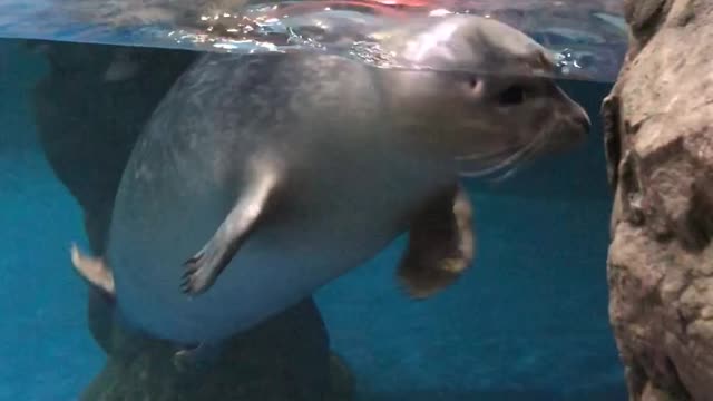 [Seal]in the aquarium are floating in the water