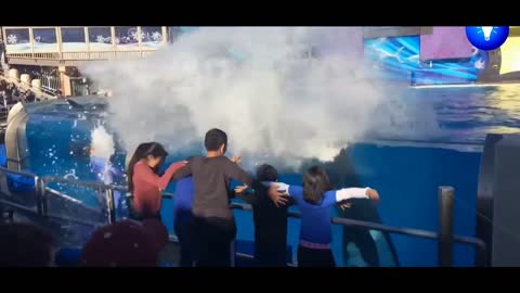 Children encounter whales at the zoo, surprising reactions