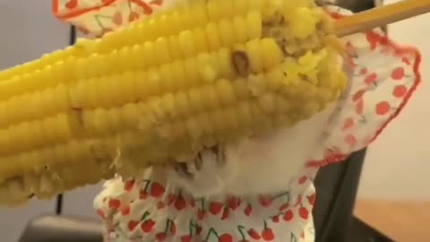 Do you like corn? 😀🌽😹🐺