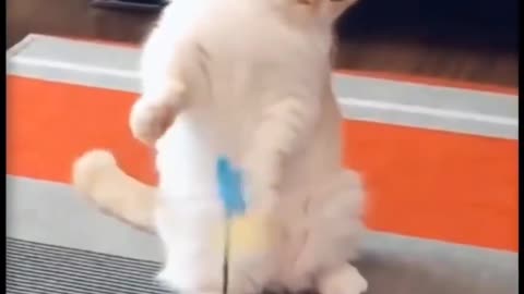 Funny Cat,Cute Cats 🐈