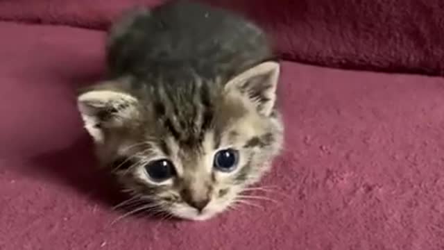 The Ultimate Viral Cat Video