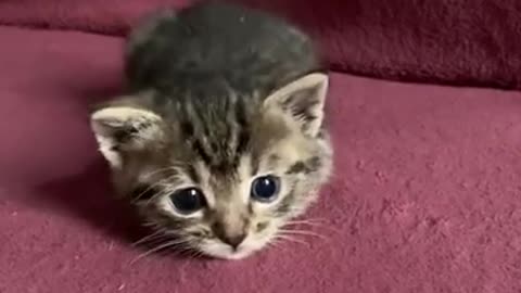 The Ultimate Viral Cat Video