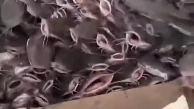 Fish eat