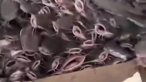 Fish eat