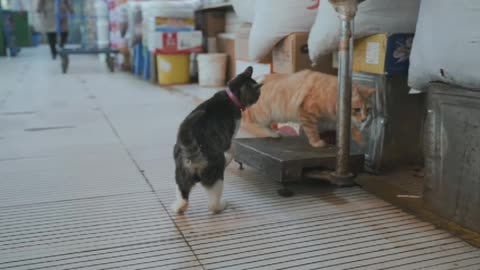 These Cat At The Fish Markets Are So Cute Pt4