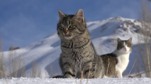 A couple of cats in the snow 4k