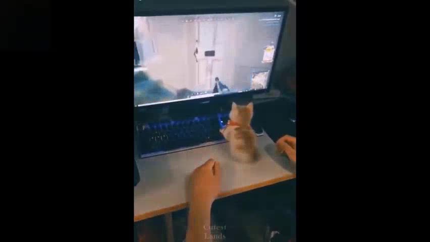 cats wants play with the screen