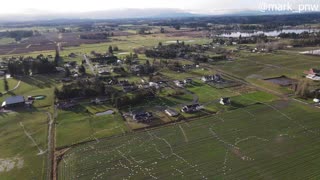 Drone Captures Beautiful Flock Patterns of Flying Birds