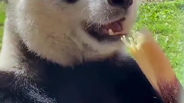 Pandas are eating