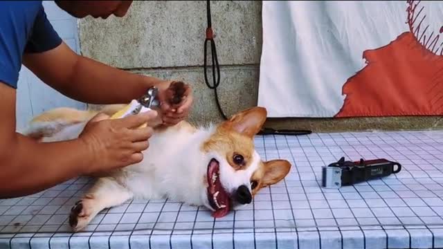 Take the dog to have his nails and hair repaired today