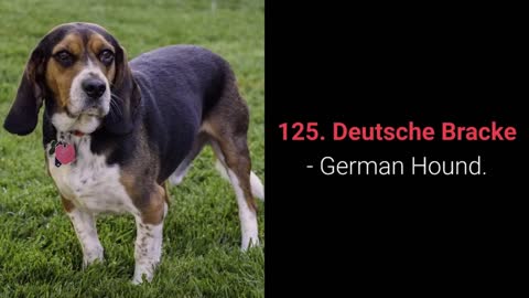 ALL 358 DOG BREEDS IN THE WORLD