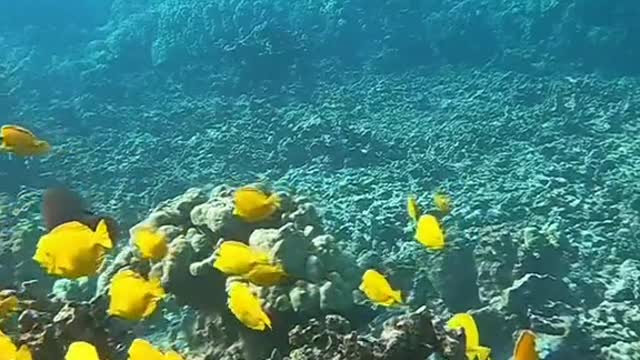 planetearth#fish