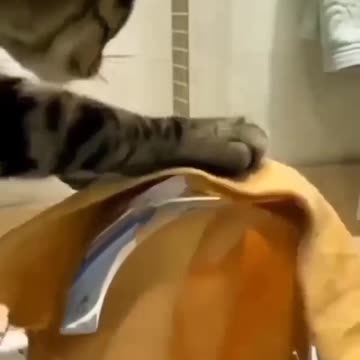 My Cats Try to clean something!!!
