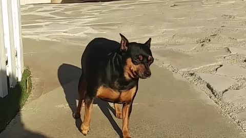 funny dog