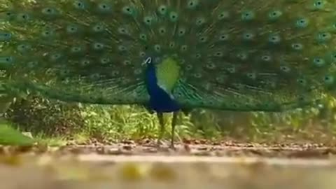 Nature Beauty Peacock