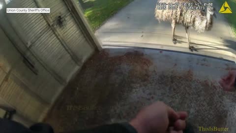 Bodycam video shows deputies trying to catch emu in Union County