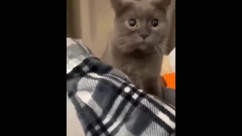 Funny cat eating hand hand cat